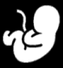 Fötus-Symbol